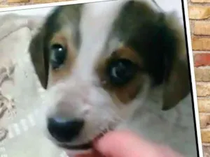 Cachorro raça SRD idade 2 a 6 meses nome BENTO