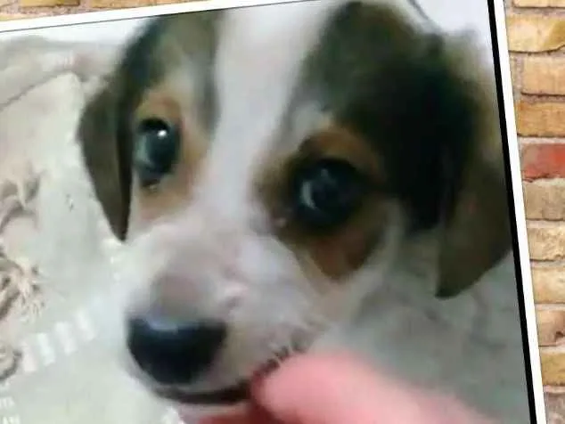 Cachorro ra a SRD idade 2 a 6 meses nome BENTO