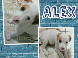 Cachorro raça SRD idade 2 a 6 meses nome ALEX