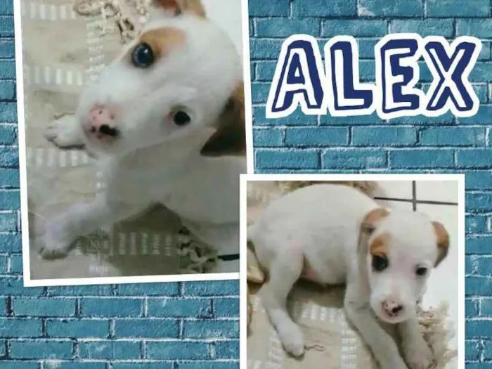 Cachorro ra a SRD idade 2 a 6 meses nome ALEX