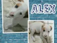 ALEX