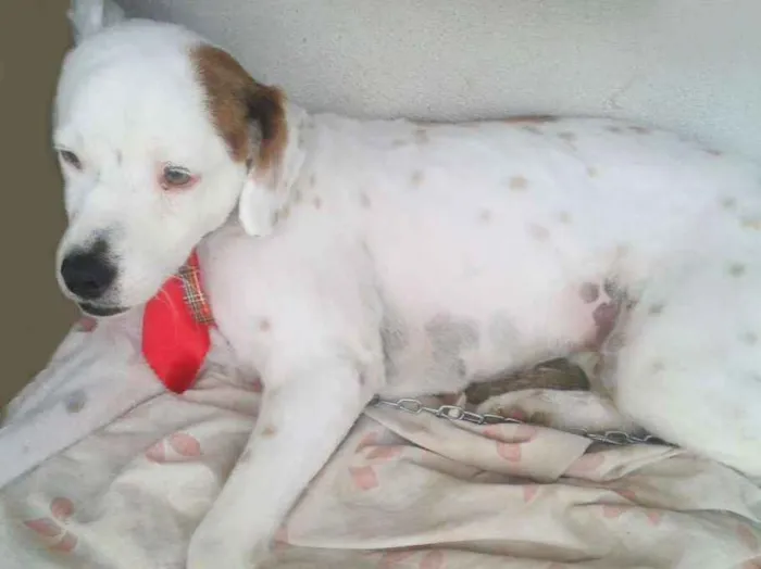 Cachorro ra a SRD idade 4 anos nome Bilu