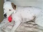 Cachorro raça SRD idade 4 anos nome Bilu