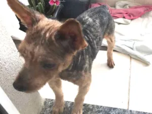 Cachorro raça Yorkshire idade 6 ou mais anos nome Sem nome