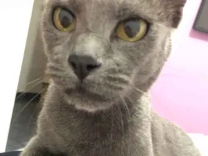 Gato raça SRD idade 3 anos nome Aurora