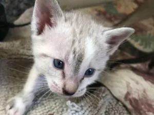 Gato raça srd idade 2 a 6 meses nome Floquinhos