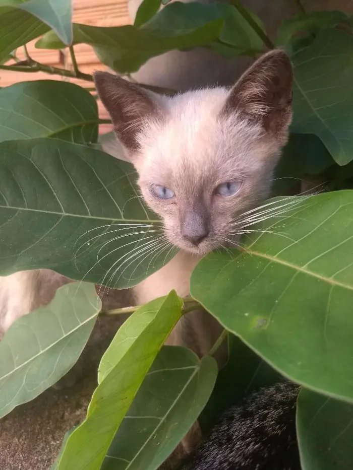 Gato ra a Desconhecida  idade 2 a 6 meses nome Tim