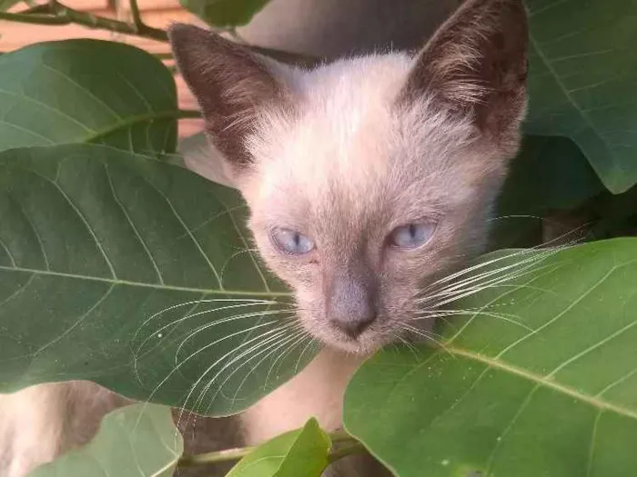 Gato ra a Desconhecida  idade 2 a 6 meses nome Tim