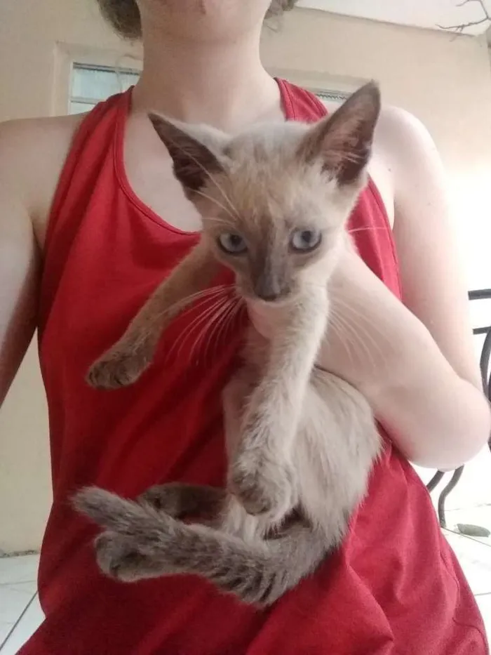 Gato ra a Desconhecida  idade 2 a 6 meses nome Tim