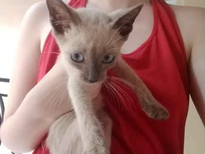 Gato ra a Desconhecida  idade 2 a 6 meses nome Tim