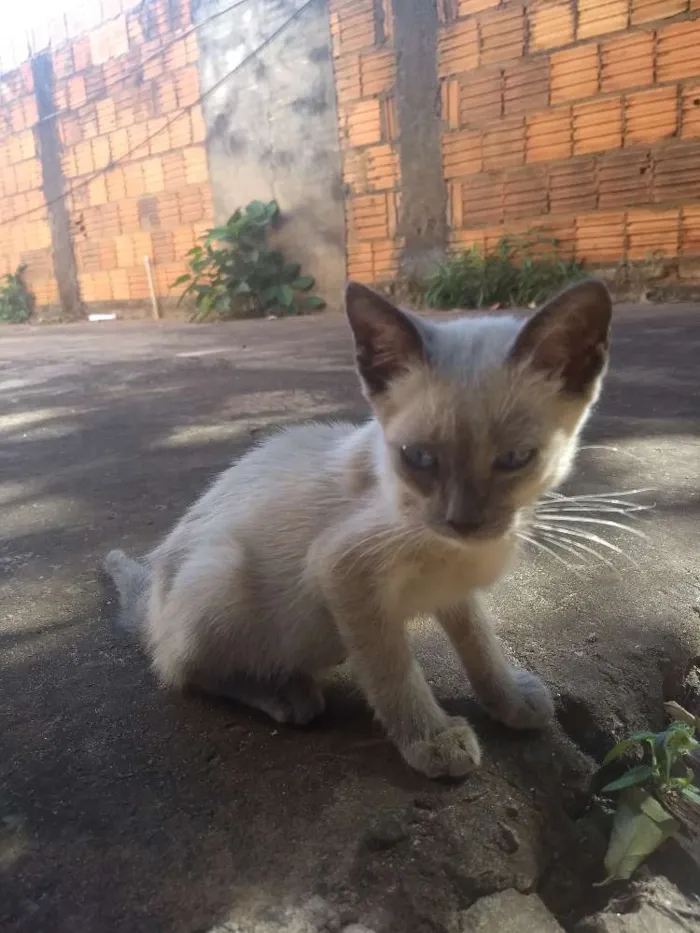 Gato ra a Desconhecida  idade 2 a 6 meses nome Tim