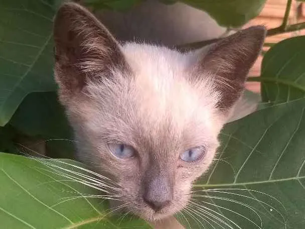 Gato ra a Desconhecida  idade 2 a 6 meses nome Tim