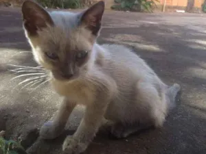Gato raça Desconhecida  idade 2 a 6 meses nome Tim