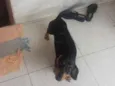 Perola