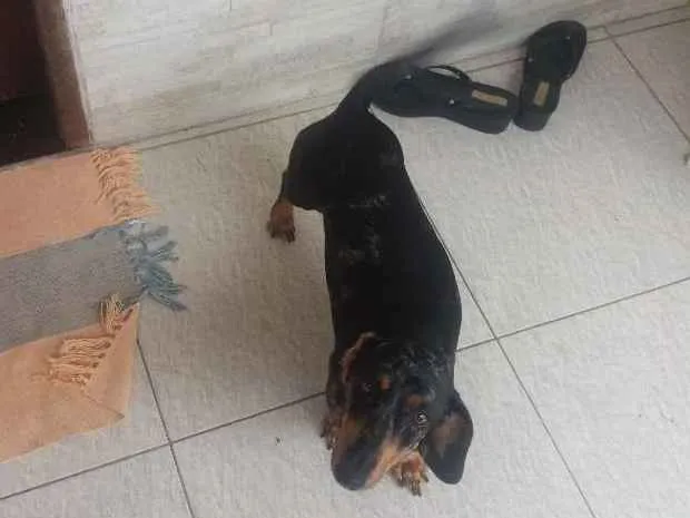 Cachorro raça Salsicha idade 2 anos nome Perola