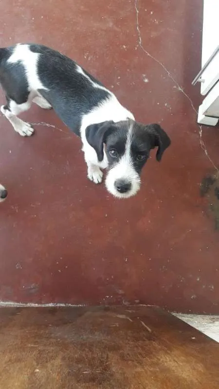 Cachorro ra a SRD idade 2 a 6 meses nome Bigode