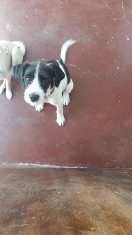 Cachorro ra a SRD idade 2 a 6 meses nome Bigode
