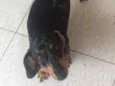 Perola