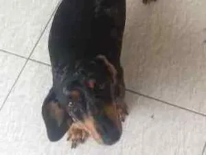 Cachorro raça Salsicha idade 2 anos nome Perola