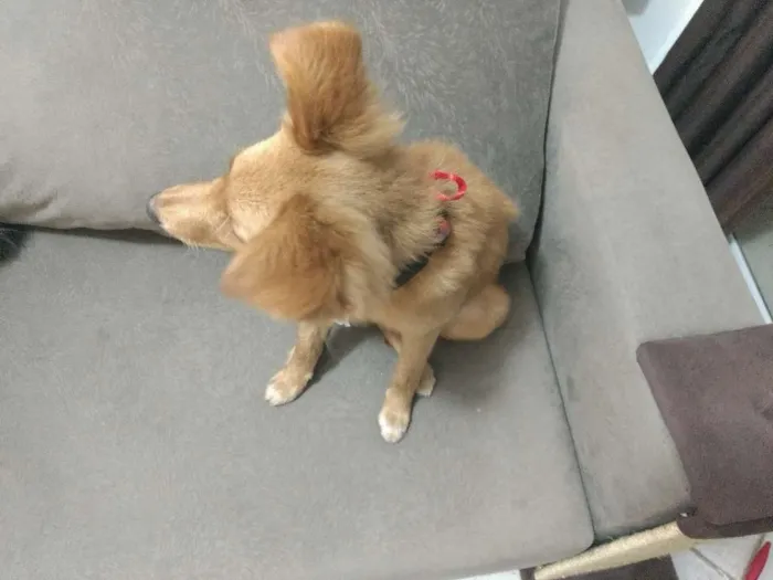 Cachorro ra a SRD idade 7 a 11 meses nome Sem Nome