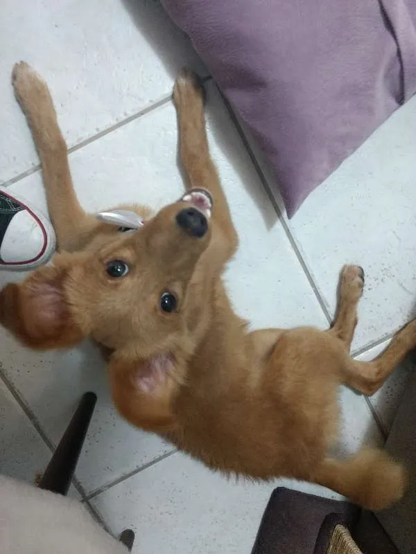 Cachorro ra a SRD idade 7 a 11 meses nome Sem Nome