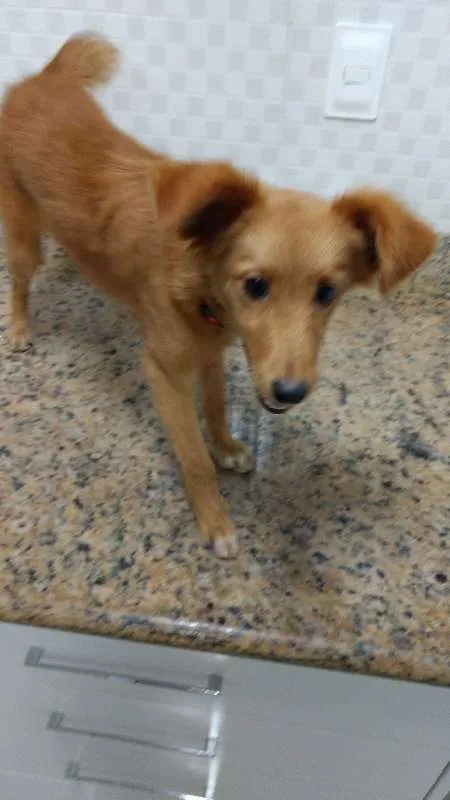 Cachorro ra a SRD idade 7 a 11 meses nome Sem Nome