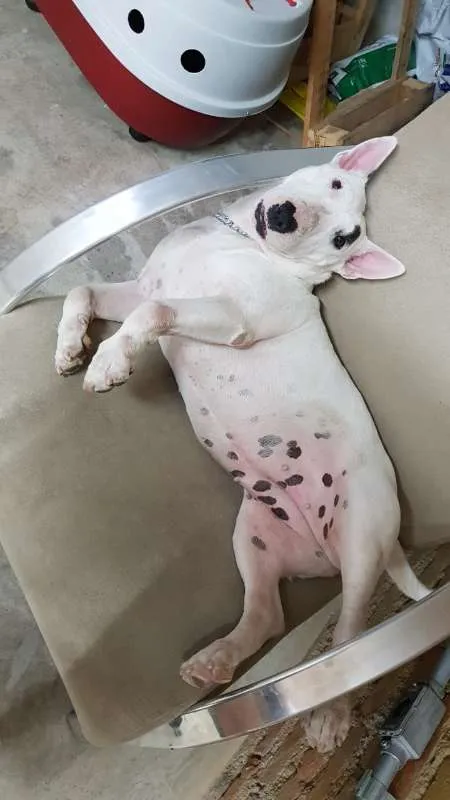 Cachorro ra a Bullterrier  idade 4 anos nome Mallory