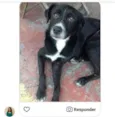 Cachorro raça  idade 2 anos nome Maikão