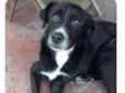 Cachorro raça  idade 2 anos nome Maikão