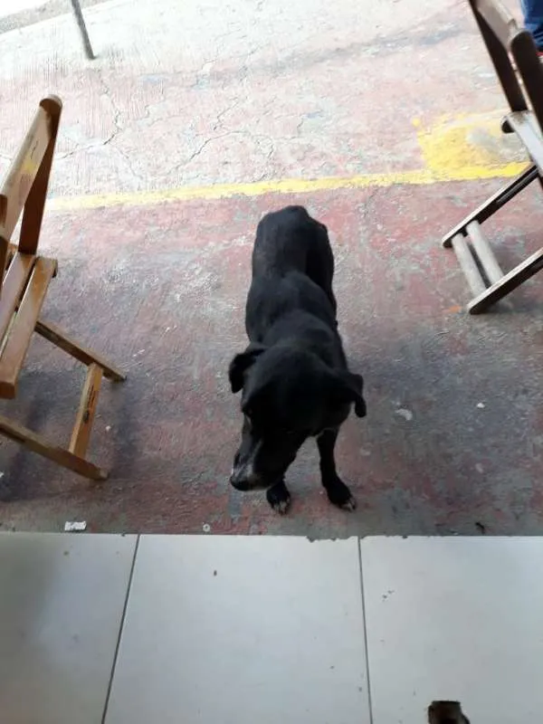 Cachorro raça  idade 2 anos nome Maikão