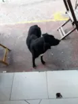 Cachorro raça  idade 2 anos nome Maikão
