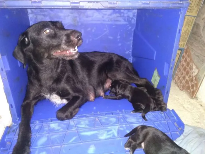 Cachorro raça vira lata idade 4 anos nome Dory