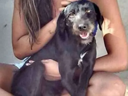 Cachorro raça vira lata idade 4 anos nome Dory
