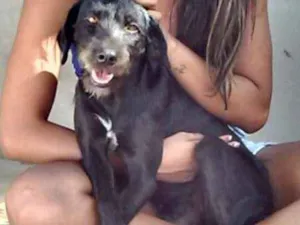 Cachorro raça vira lata idade 4 anos nome Dory