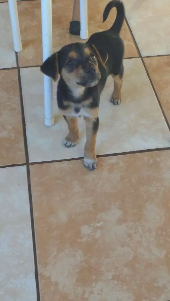 Cachorro raça Vira lata idade 2 a 6 meses nome Nina