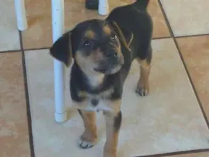 Cachorro raça Vira lata idade 2 a 6 meses nome Nina