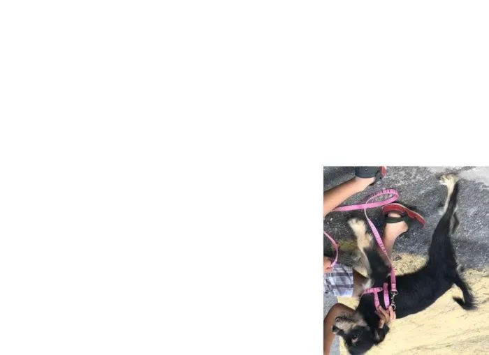 Cachorro ra a Vira Lata idade 7 a 11 meses nome Bella
