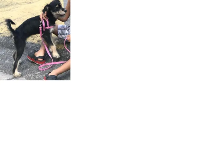 Cachorro ra a Vira Lata idade 7 a 11 meses nome Bella