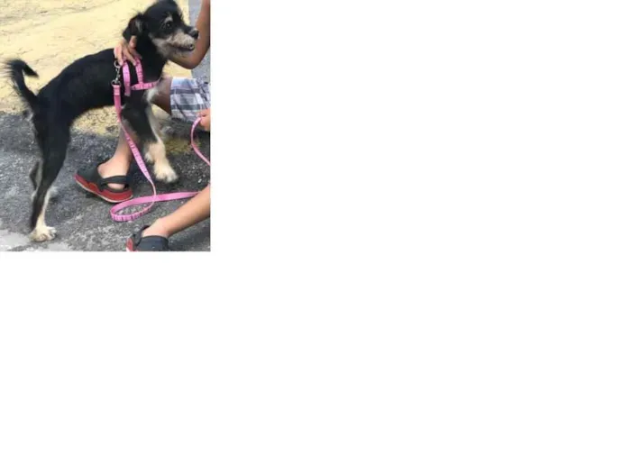 Cachorro ra a Vira Lata idade 7 a 11 meses nome Bella