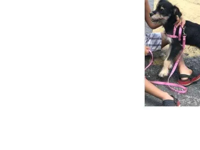 Cachorro ra a Vira Lata idade 7 a 11 meses nome Bella