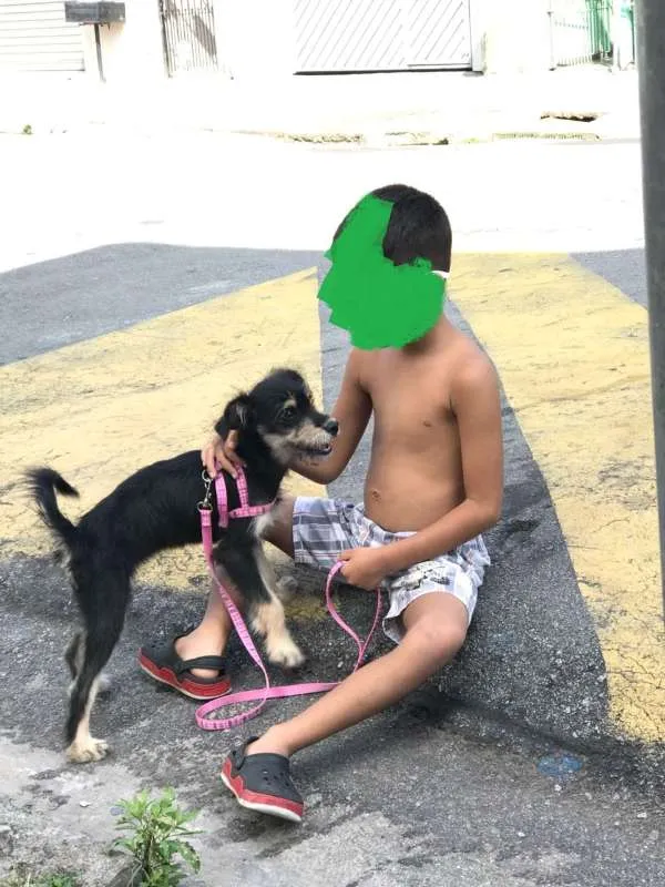 Cachorro ra a Vira Lata idade 7 a 11 meses nome Bella