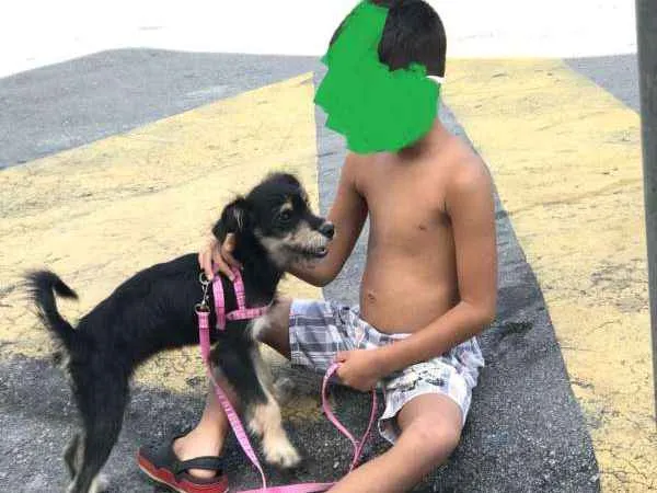 Cachorro ra a Vira Lata idade 7 a 11 meses nome Bella