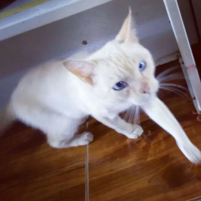 Gato raça Não defenida idade 2 anos nome Fred