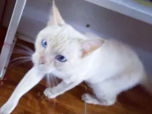 Gato raça Não defenida idade 2 anos nome Fred