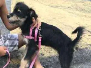 Cachorro raça Vira Lata idade 7 a 11 meses nome Bella
