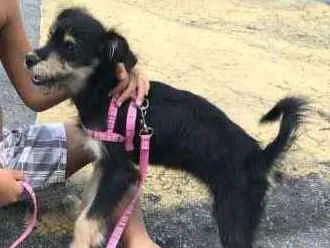 Cachorro ra a Vira Lata idade 7 a 11 meses nome Bella