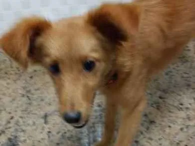 Cachorro ra a SRD idade 7 a 11 meses nome Sem Nome