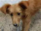 Cachorro raça SRD idade 7 a 11 meses nome Sem Nome
