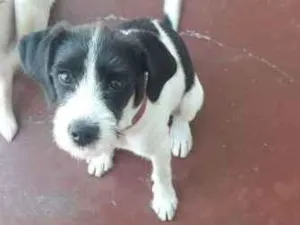 Cachorro raça SRD idade 2 a 6 meses nome Bigode