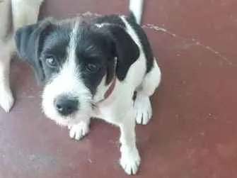Cachorro ra a SRD idade 2 a 6 meses nome Bigode